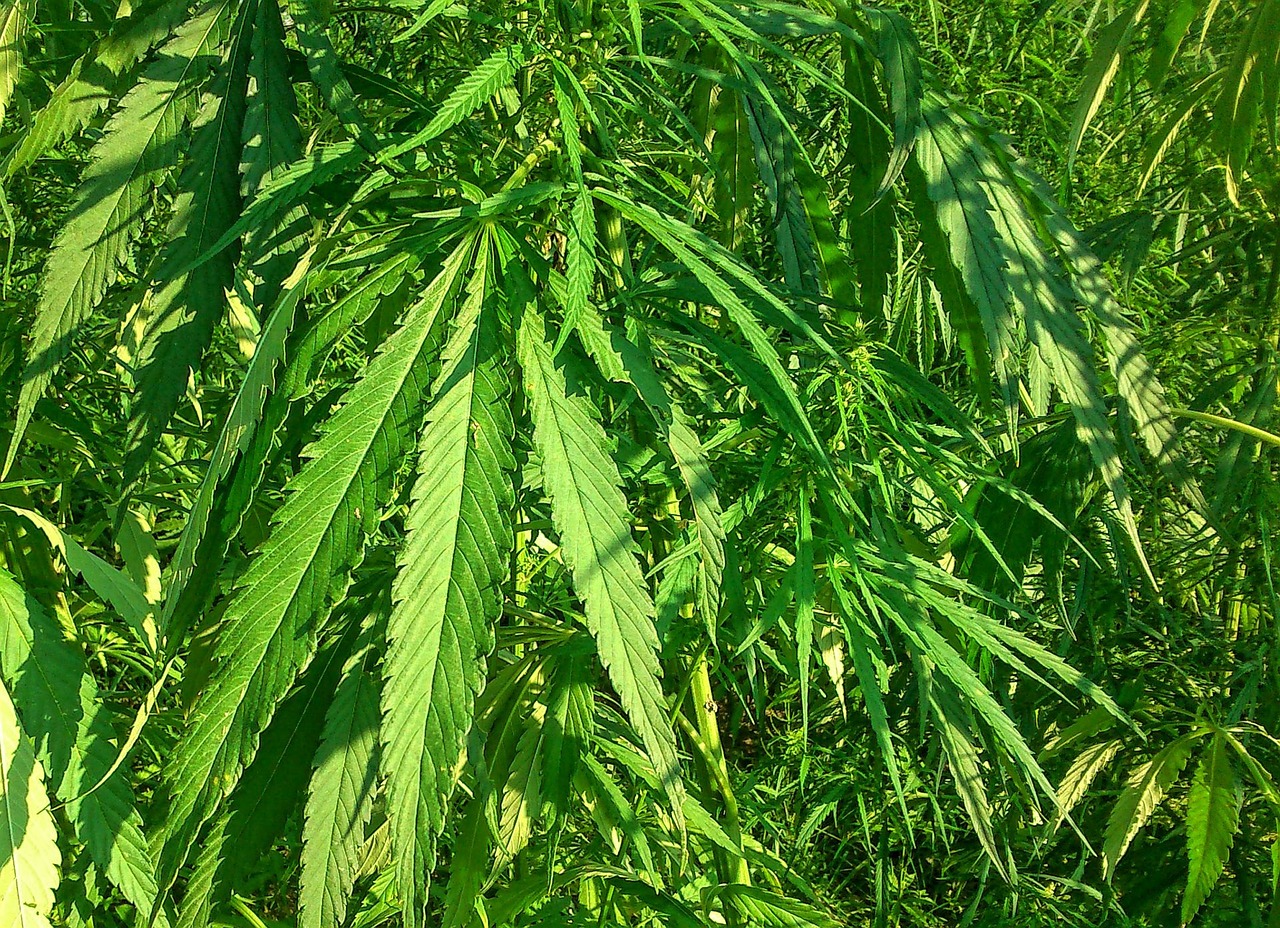 半袖桃花 第29页